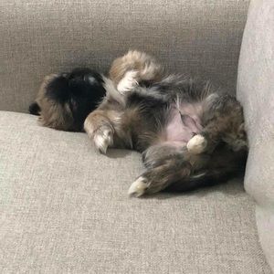 Meet your Posher, Dominique